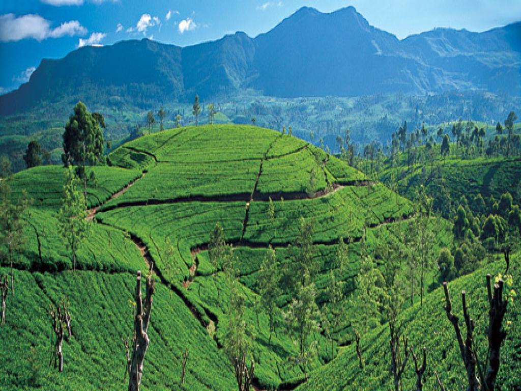 New Tour Inn Nuwara Eliya Buitenkant foto